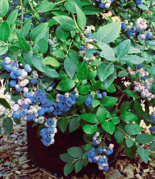 Голубика садовая сорт Аврора