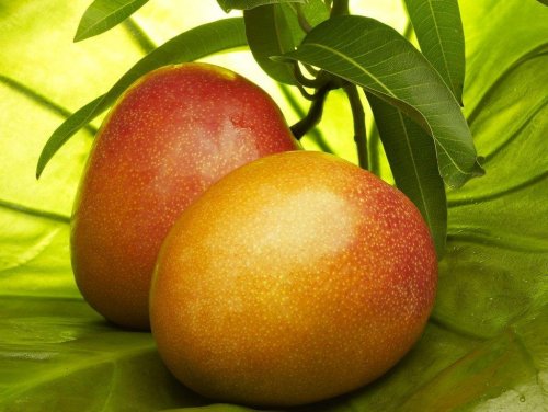 Саженцы манго