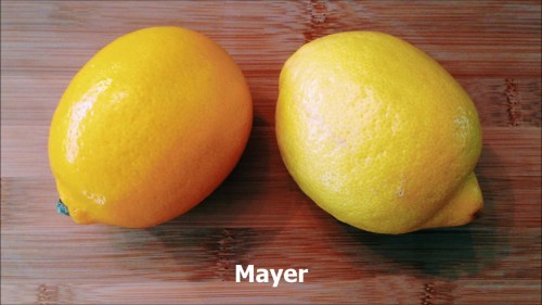 Лимон  сорт:Мейер