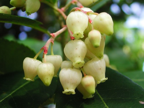 Земляничное дерево Arbutus unedo