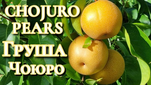 Китайская груша  сорт Чоюро (Chojuro)