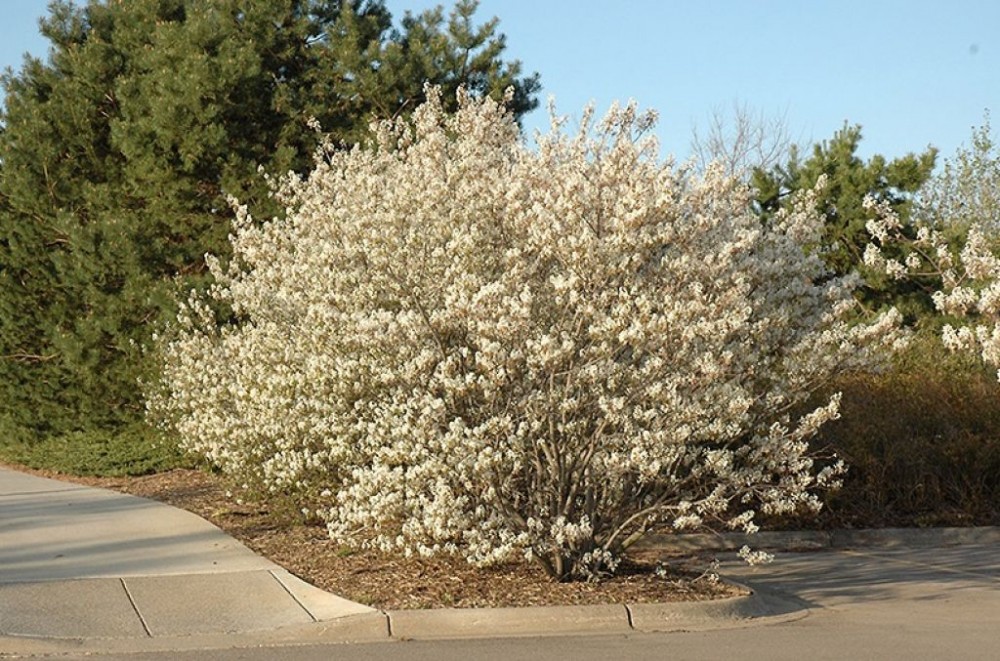 Ирга кустарник. Ирга обыкновенная куст. Ирга канадская (Amelanchier canadensis). Ирга круглолистная куст. Ирга (Amelanchier).