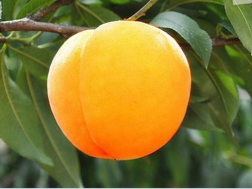 Персик  сорт Донецкий желтый