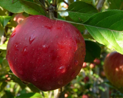 Яблоня сорт Макинтош