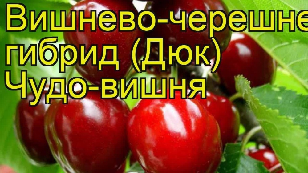 Гибрид вишня  и черешни Дюк сорт Чудо-вишня