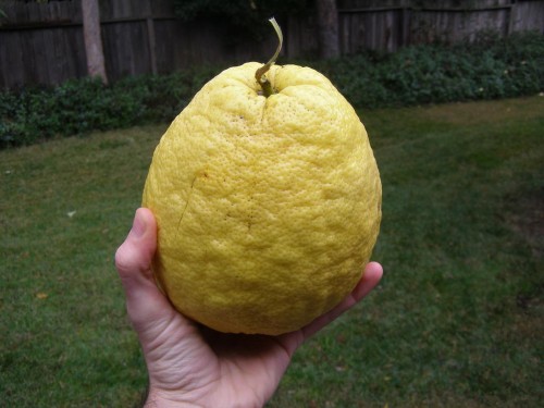 Лимон сорт  Пандероза