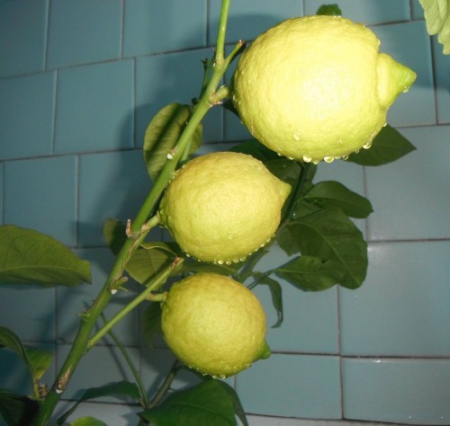 Лимон сорт Майкопский