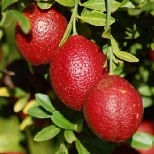 Микроцитрус  Australian  Blood lime