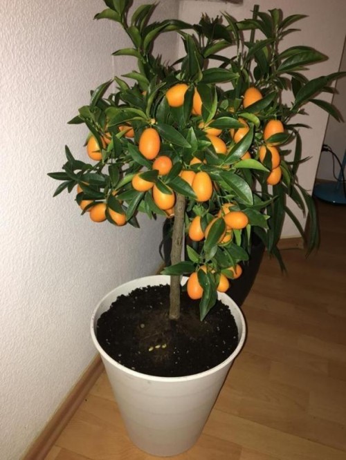 Кумкват Маргарита Нагами