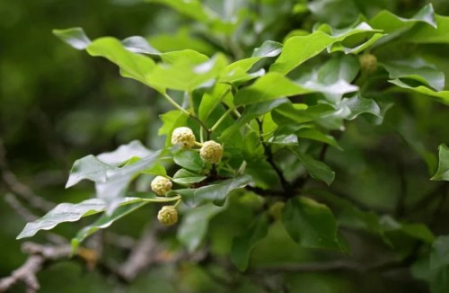 Клубничное дерево Кудрания