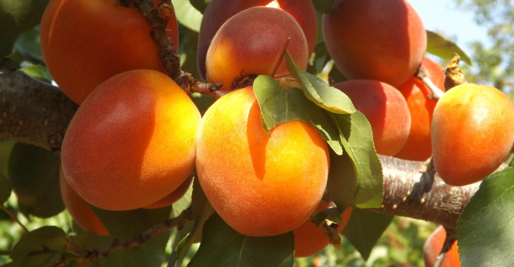 Абрикос  сорт Голд Рич (Gold rich)