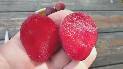 Слива сорт Red Hard