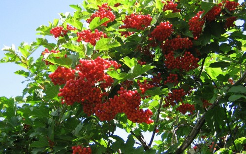 Калина садовая красная  сорт Гранатовый браслет