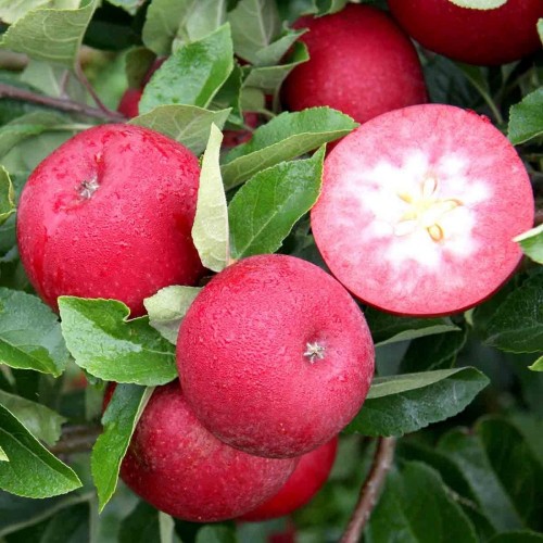 Яблоня с красной мякотью сорт  Wonder Red