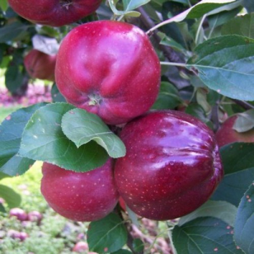 Яблоня с красной мякотью сорт Байя Мариса