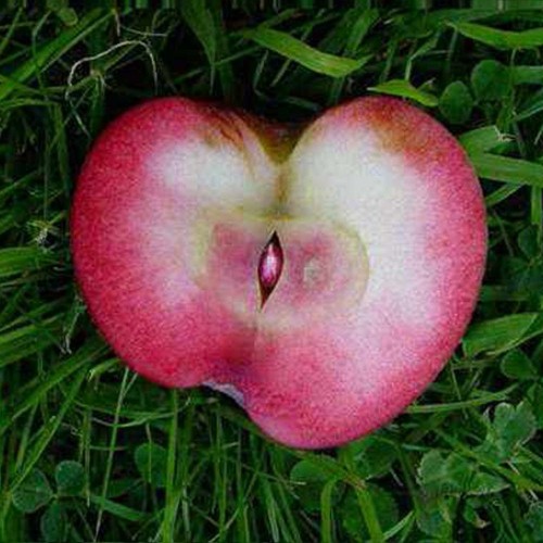 Яблоня с красной мякотью сорт  Блуди Плугман