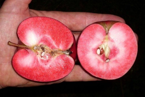 Яблоня с красной мякотью сорт Хидден Роуз