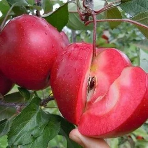 Яблоня с красной мякотью сорт Редлав  Церцея