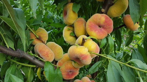 Персик  инжирный  сорт Бельмондо